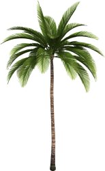 Coconut Tree or Palm Tree